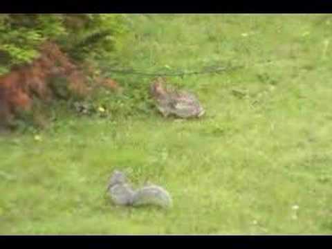 rabbit vs. squirrel