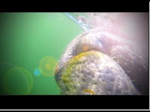 Manatee Tour Crystal River 2017