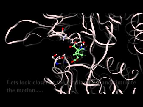 Simulation of GluR2 with a model drug, the partial agonist kainate