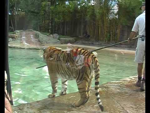 Tiger Pool