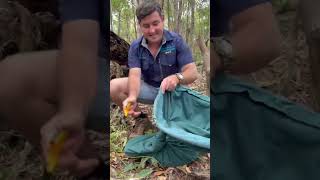 Australian Snake Catcher Warns Pet Owners After Python Ate Cat