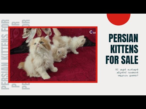Bi-Color Persian Kitten for Sale in Kerala | Creative Explosion