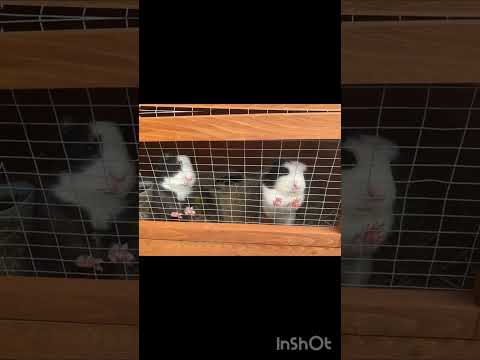 Peggy and Oreo want to say hi