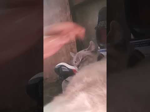 A White Cat just like Niki #shortvideo