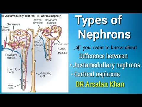 Types of Nephrons | Cortical Nephrons | Juxtamedullary Nephrons | Renal System | Excretory system