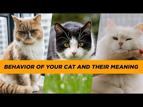 The Truth About cat behavior Will Shock You!! EPISODE 4
