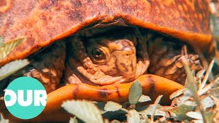 Incredible Defence Mechanism Saves Turtle's Life | Our World