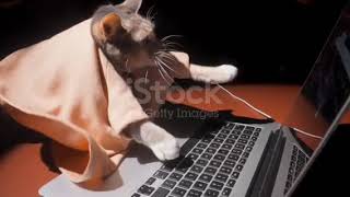 IT cat atrocity... #😂😂#  #software  #cat  #funny #funnyvideo