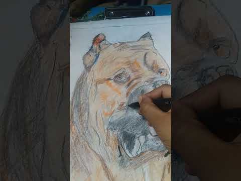 pitpull colour pencil skeych#animaldrawing#SKETCH ART/YOUTUBE
