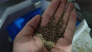 cumin sorter - single chute