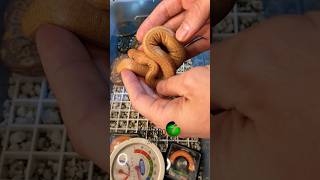 Feeling #Grateful Today! #molinarosnakelab #snakes #python #witchy #snakebreeding #shorts #reptiles