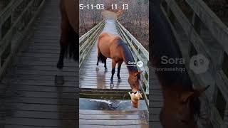 Horse saves the dog from broken bridge #horse #usa #uk #canada #europe #viral #trending #shorts