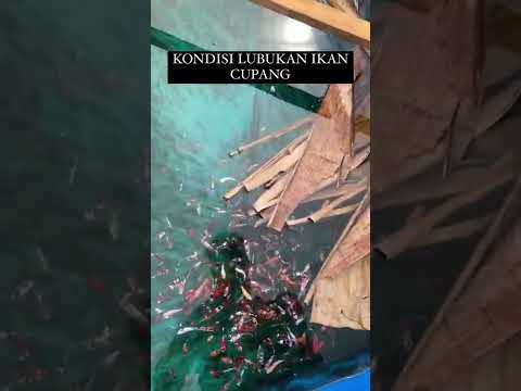 WOW! Kolam Ikan Cupang.. Ternyata bisa rukun di 1 Wadah