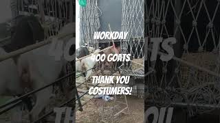 #goatfarm #goatlovers #kambingmurah #cheapgoat #aqiqah #boergoat #kambinggolek