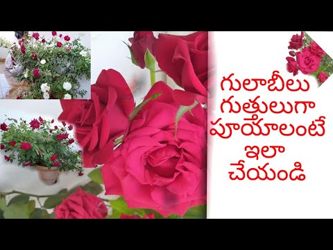 గులాబీలు గుత్తులు గుత్తులుగా పూయాలంటే ఇలా చేయండి