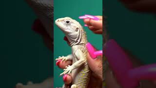 Albino Lizard Beauty in 4K #AlbinoLizard #ExoticPet #ReptileLovers #Wildlife4K #MacroNature