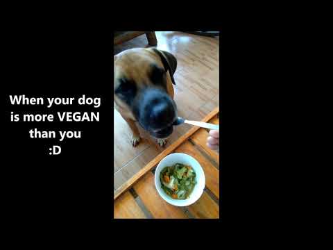 My Dog is Vegan