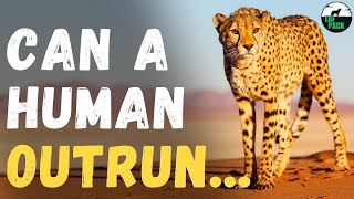 Can You Outrun the Fastest Cat on Earth? | Cheetah Facts | Laf Pack
