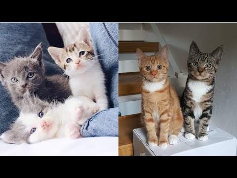 Aww cats #5 I Cute cats compilation I funny cats compilation I cat videos I pet videos I cats
