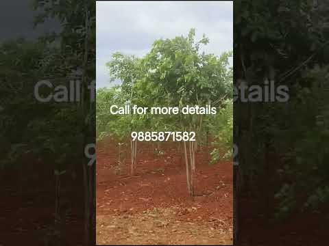 Sri Sai Properties and Projects Redsandal Farmland small investment 25 cents only 9 lacs return 3 cr