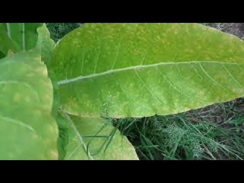 How To Grow Tobacco #4 - Harvest Time!