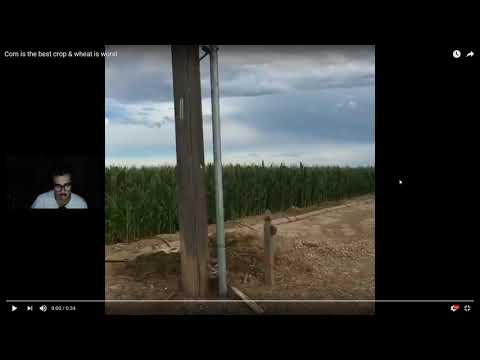 Educational Corn Video Review | #1