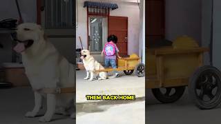 Transporter Dogs #doglife