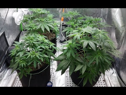 Grow 1 - Week 5 Update