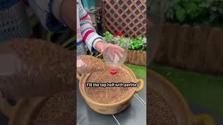 ♻️Easy cutting  in plastic bottles Why Don't you Try This ? The Plastic Bottle Rooting Hack #plants