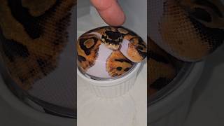 Just kidding😂...you can kiss them all day #joinreptiles #ballpythonsofcanada #pythonregius #exotics