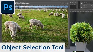Object Selection Tool | Photoshop