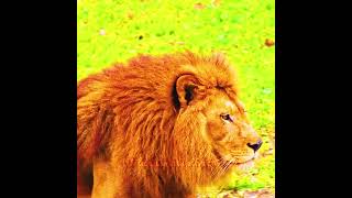#4kultrahdvideo #animalsvideo #shortsfeed #shortsvideo #8kultrahdvideo #animals #shortsvideoviral