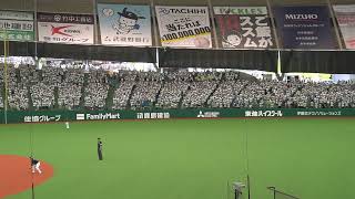 埼玉西武ライオンズ 平沼翔太 応援歌 inベルーナドーム 2024 5-26