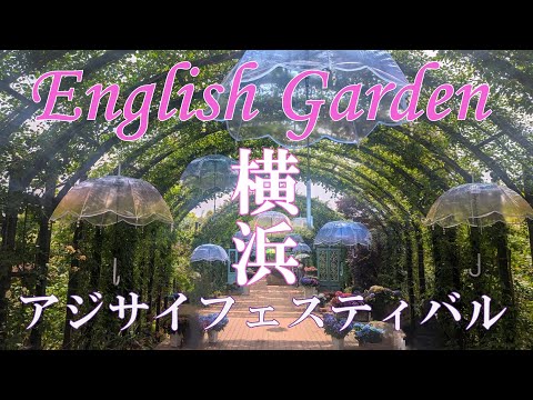 【横浜散歩】見頃の紫陽花｜横浜イングリッシュガーデン｜アジサイフェスティバルを巡る🌿