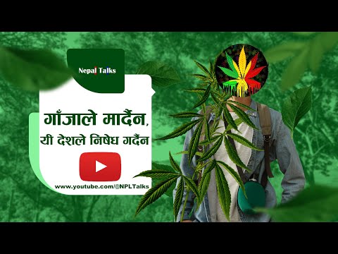 गाँजाः लागू पदार्थ कि औषधि ? ।। Marijuana: drug or medicine? ।। Nepal Talks
