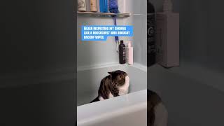 #pov #cats #grumpycat