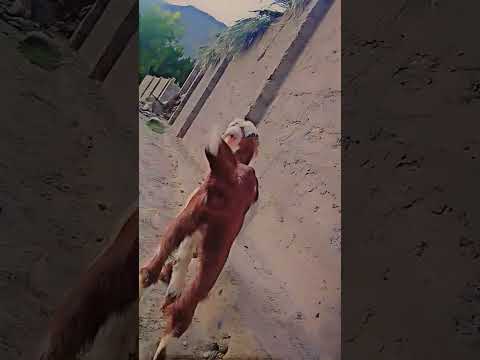 #shortvedio #Subscribe #cuteanimals #unfrez #cutepets #funnyvideo
