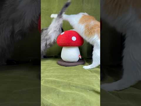 #mushroomscratcher @happyandpolly #catscratcher #funkycatfurniture #happyandpolly #catsofyoutube
