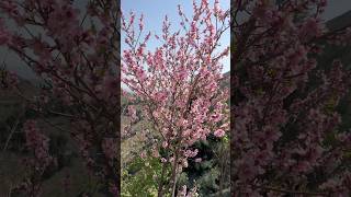 Mesmerizing Pink Blossoms Dancing in the Wind 🌸✨