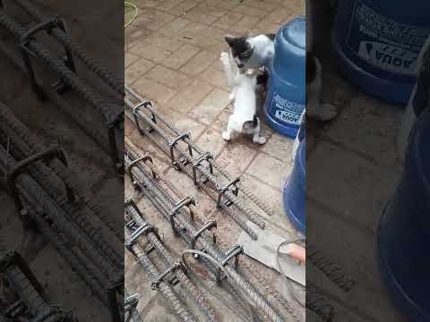 funny cat #shortvideo #relievestress #trendingshorts