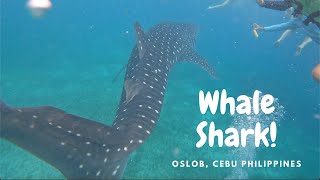 Whale Sharks @ Oslob, Cebu Philippines #cebu #whalesharkwatching #itsmorefuninthephilippines