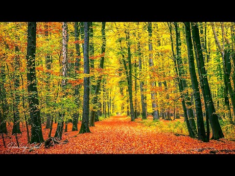 Soothing Autumn Music 🍁 Stop Overthinking, Peaceful Soothing Instrumental Music