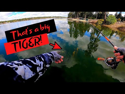 THE TIGER THAT GOT AWAY!