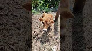 #cow #calf #devbhoomi #uttrakhand #almora