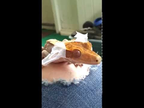 Crested Gecko shedding 1