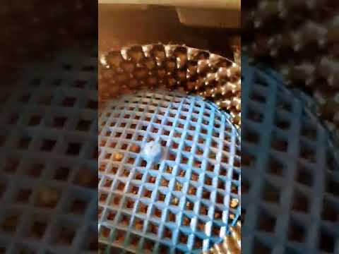 Subscribe to my bonsai channel: Large holes in air pot. Can it be used?