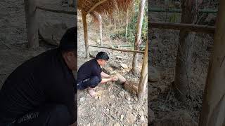 Build a stone house wall #shots #survival #girlbuildingbushcraftlife