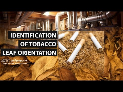 Revolutionizing Tobacco Industry: AI-Driven Leaf Orientation Identification