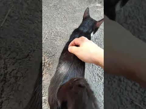 A friendly street cat shakes booty and dances #catdance #streetcats #shaking #dancer