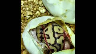 what a clutch #ballpython #animal #reptile #snake #nature #lovewhatyoudo #royalpython #fyp #shorts